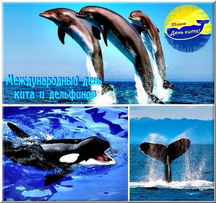 23 июля - Всемирный день китов и дельфинов