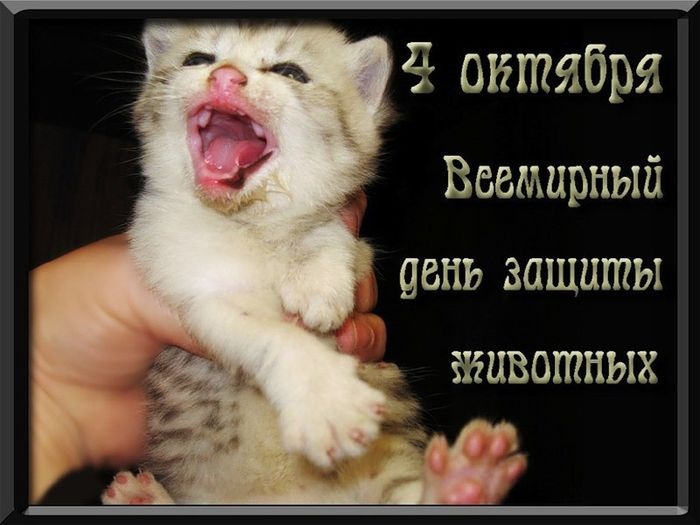 Международный день защиты животных