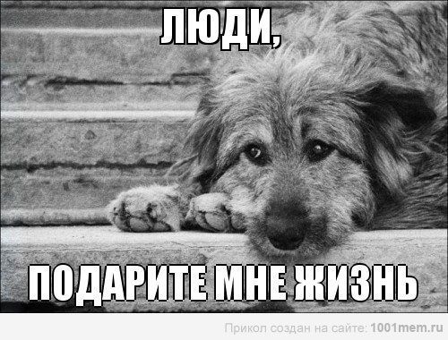 Международный день бездомных животных