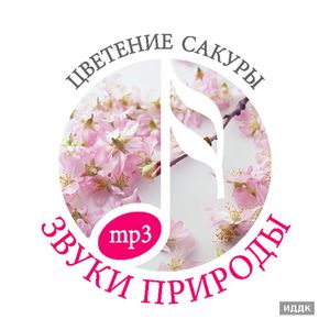 Цветение сакуры 