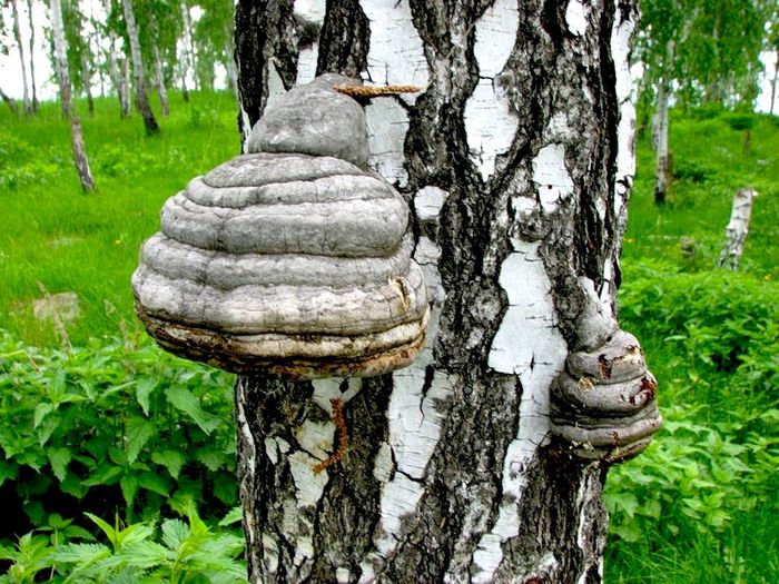 Чага
