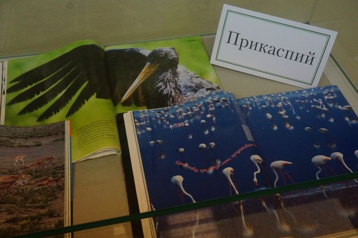 Экспонаты выставки - книги