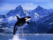 19 февраля - День защиты морских млекопитающих (День Китов)