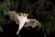 20 – 21 сентября - Международная Ночь летучих мышей
