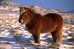 Исландская лошадь