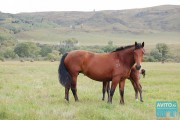Казахская табунная лошадь